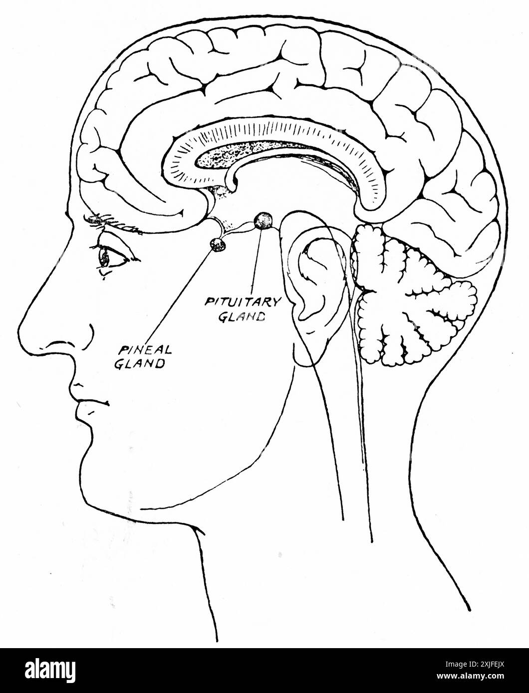 Una sezione trasversale della testa umana che mostra il cervello, le ghiandole ipofisarie e pineali. Foto Stock