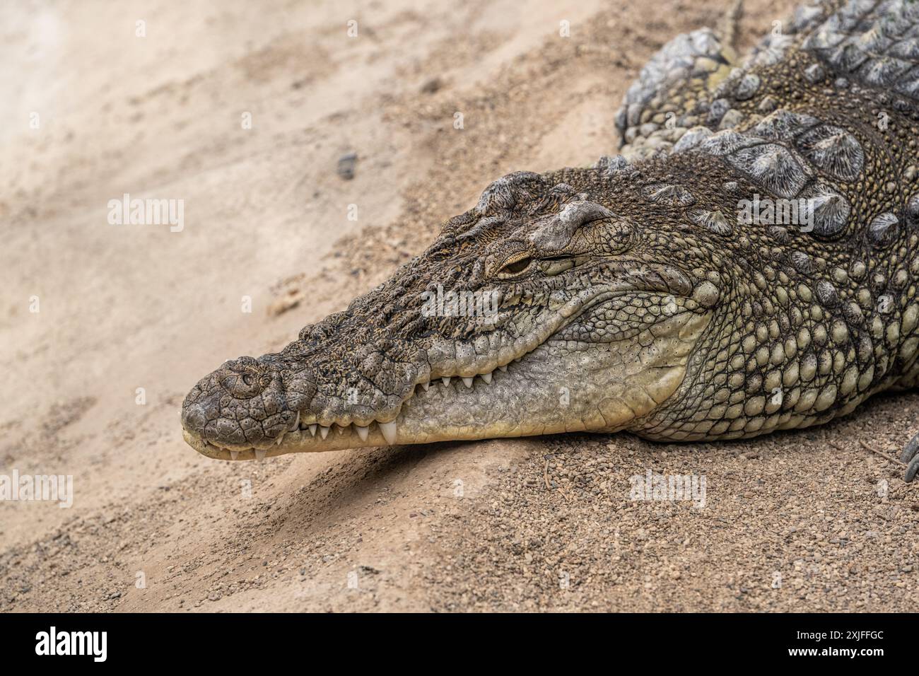 Primo piano della testa di coccodrillo che riposa all'ombra Foto Stock