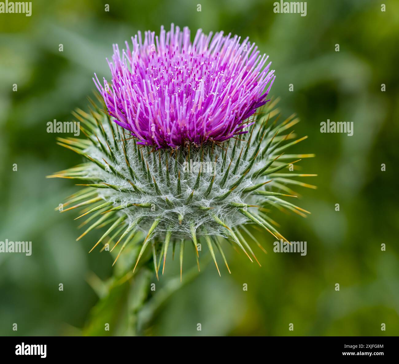 Primo piano di Scotch thistle, Dirleton Castle Garden, East Lothian, Scozia, Regno Unito Foto Stock