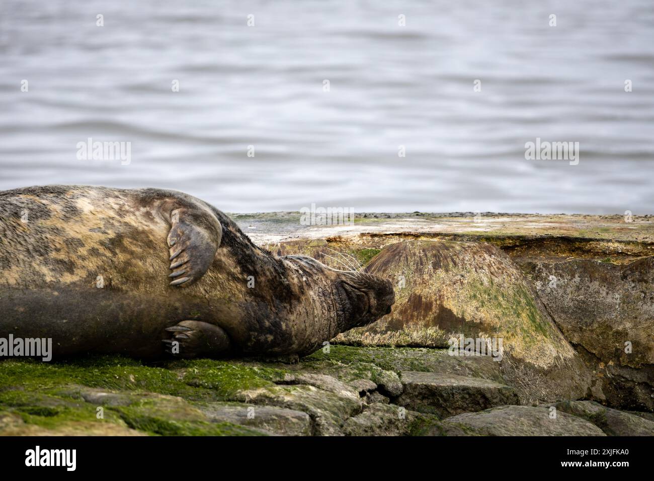 Foca atlantica Foto Stock