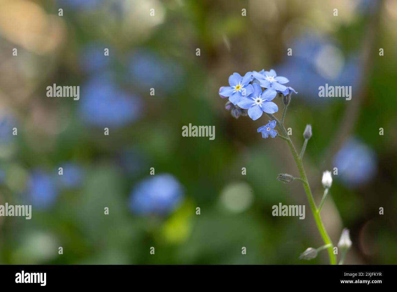 woodland dimentica-me-no Foto Stock