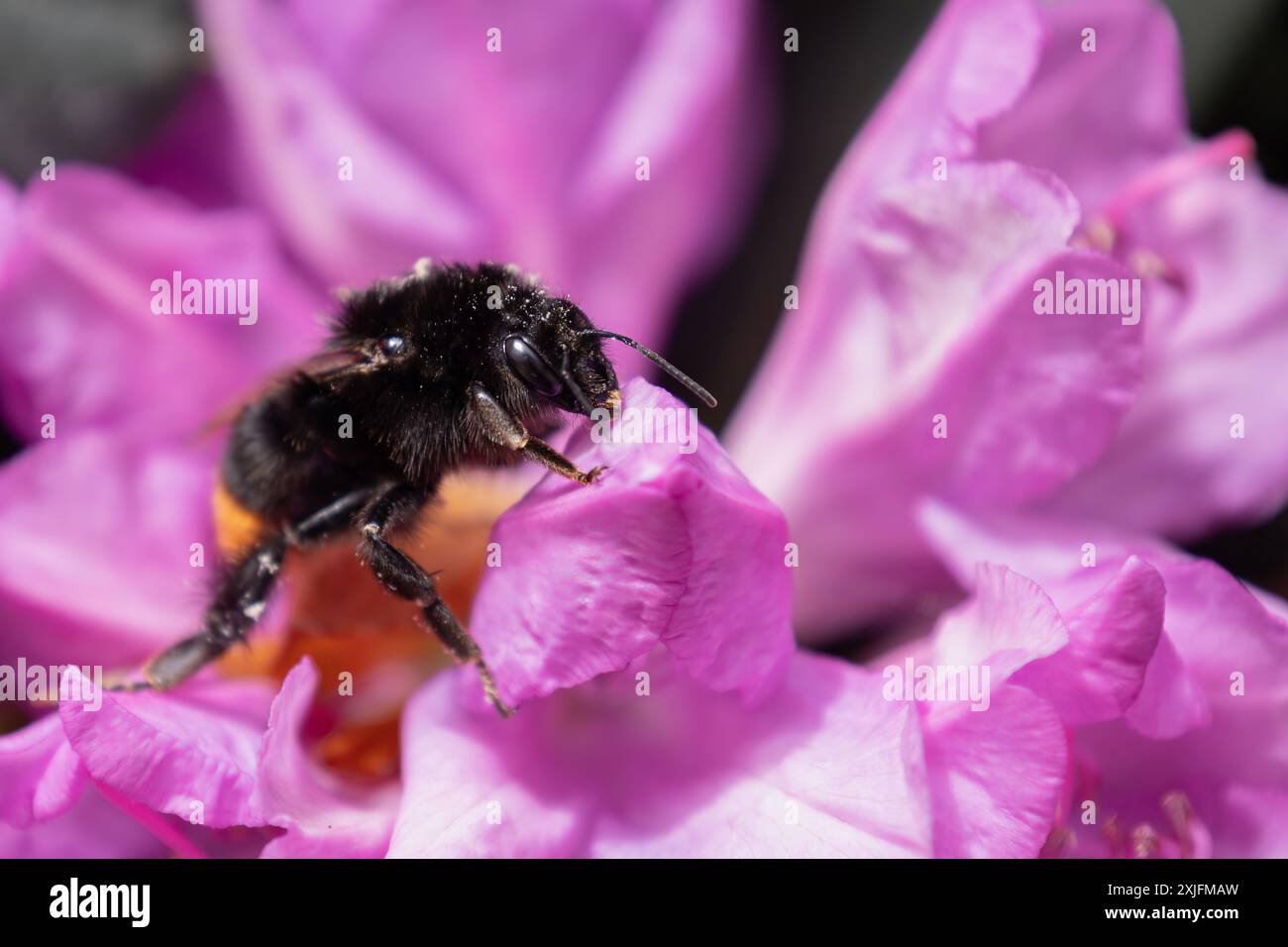 Red-tailed bumblebee Foto Stock