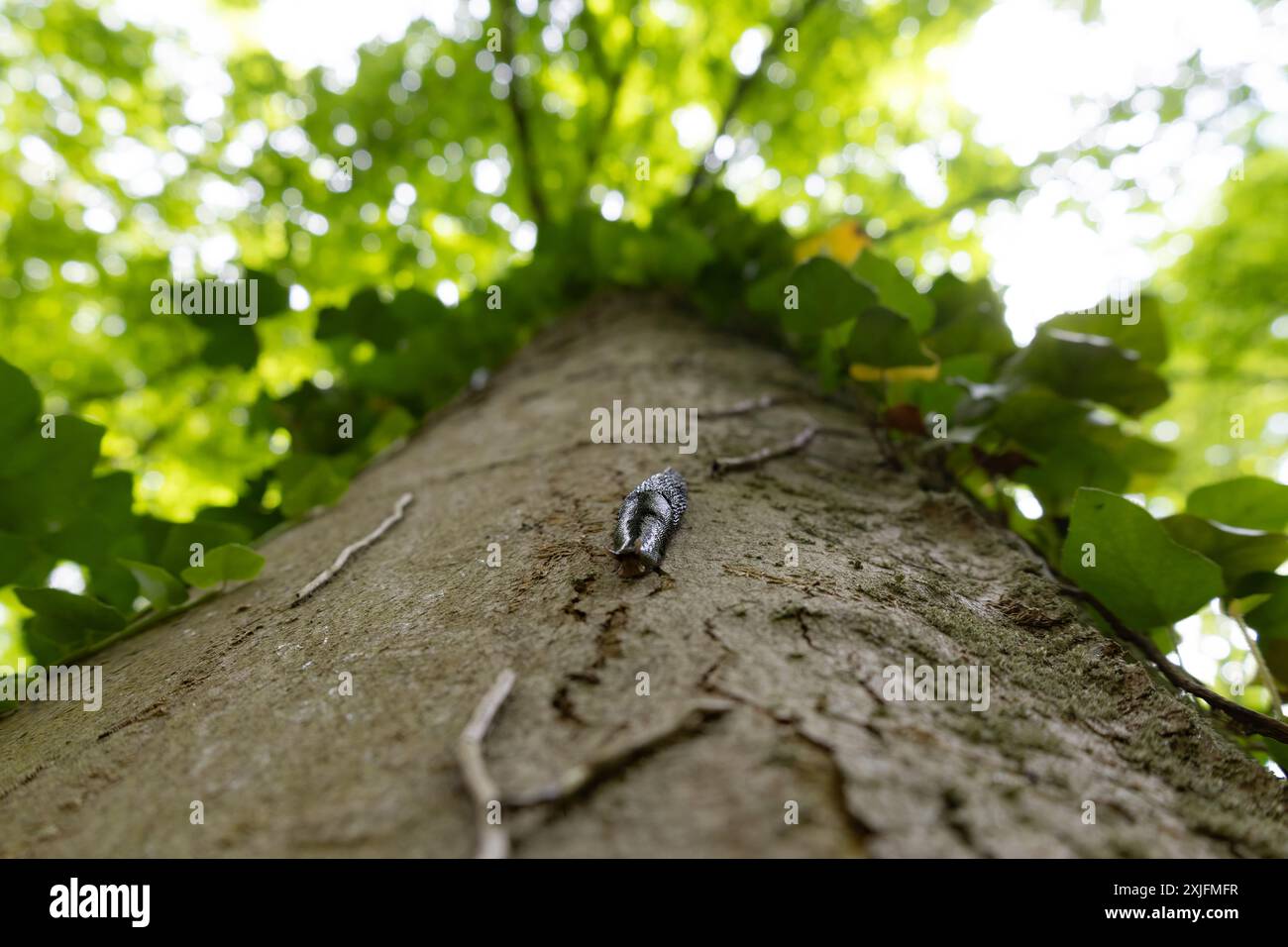 Una lumaca che scende da un albero Foto Stock