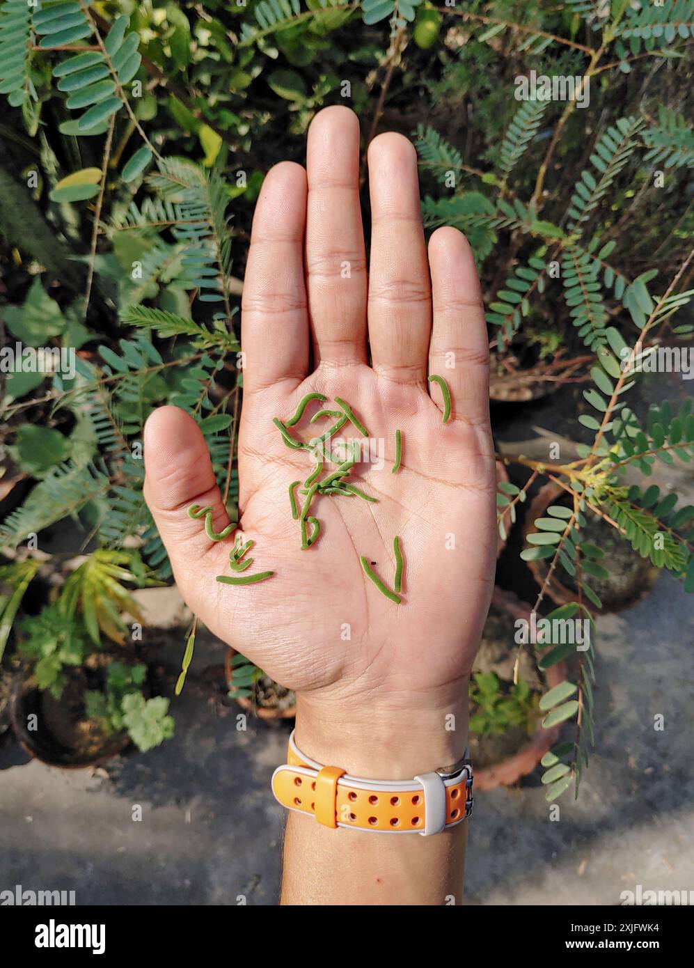 molti pilastri verdi che strisciano in una foto a mano umana sul giardino sul tetto Foto Stock