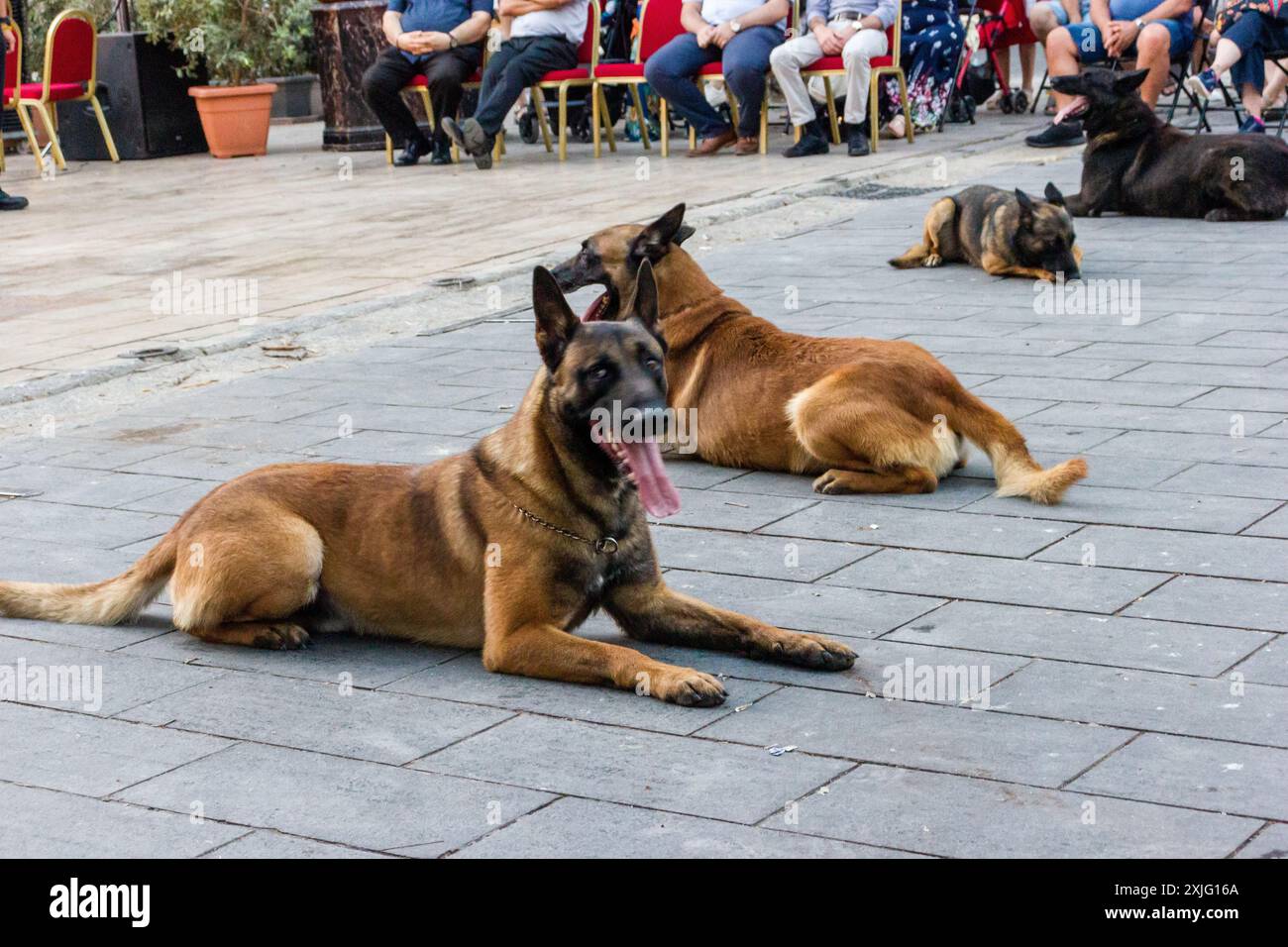 VICTORIA, GOZO - 9 LUGLIO 2024 spettacolo della polizia di Malta con i cani della polizia e i gestori della squadra K9 Foto Stock