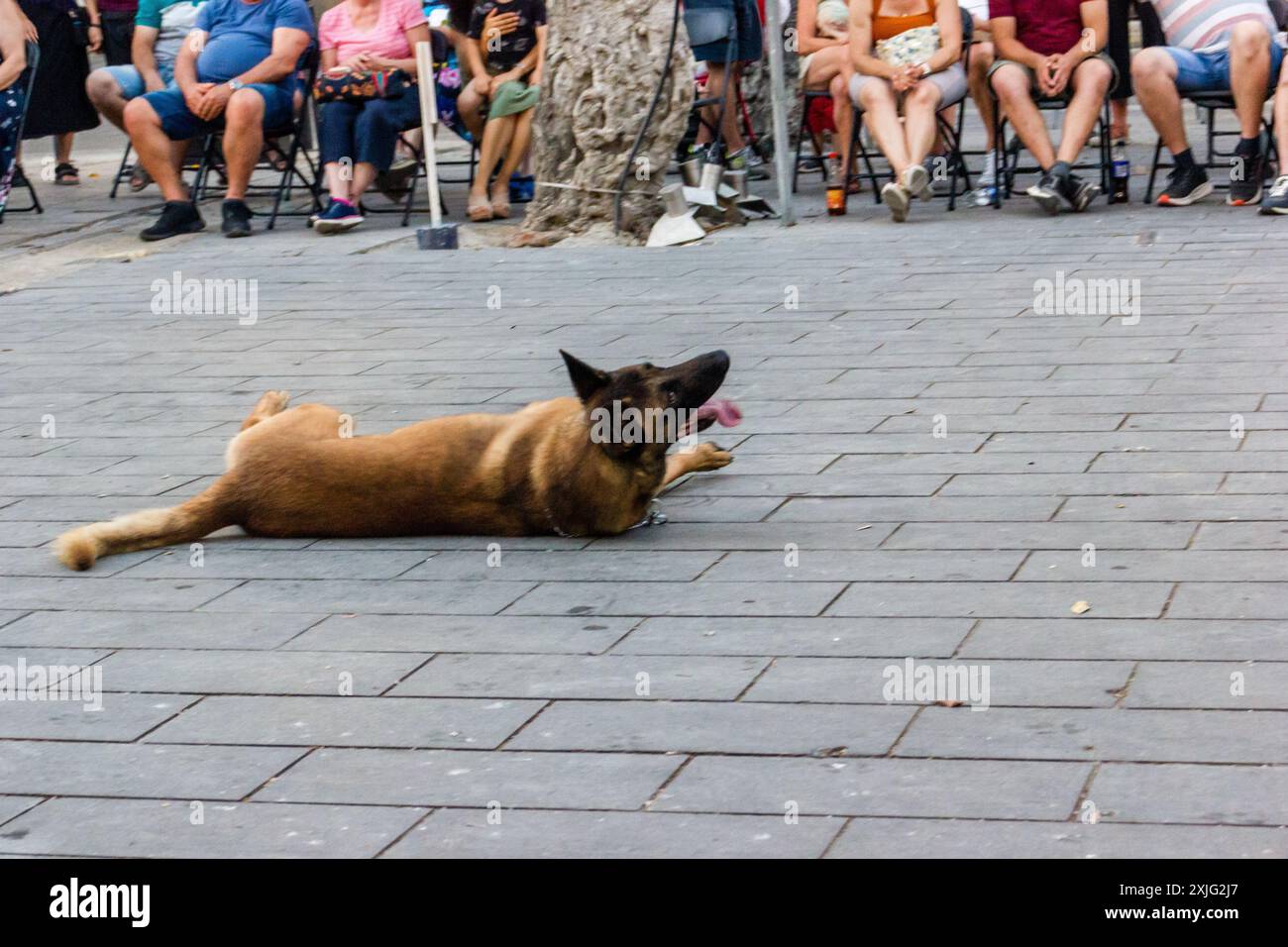 VICTORIA, GOZO - 9 LUGLIO 2024 spettacolo della polizia di Malta con i cani della polizia e i gestori della squadra K9 Foto Stock