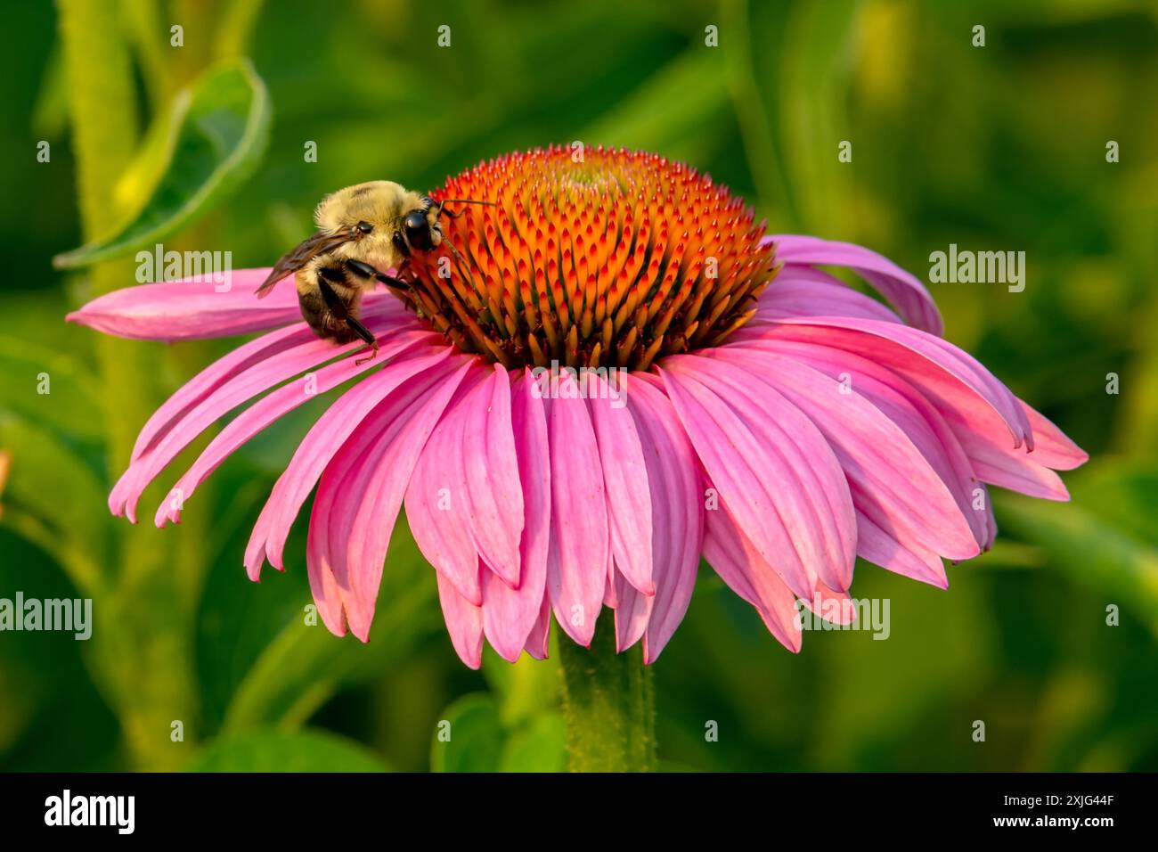 Nevada Bumblebee su Purple Coneflower macro Foto Stock