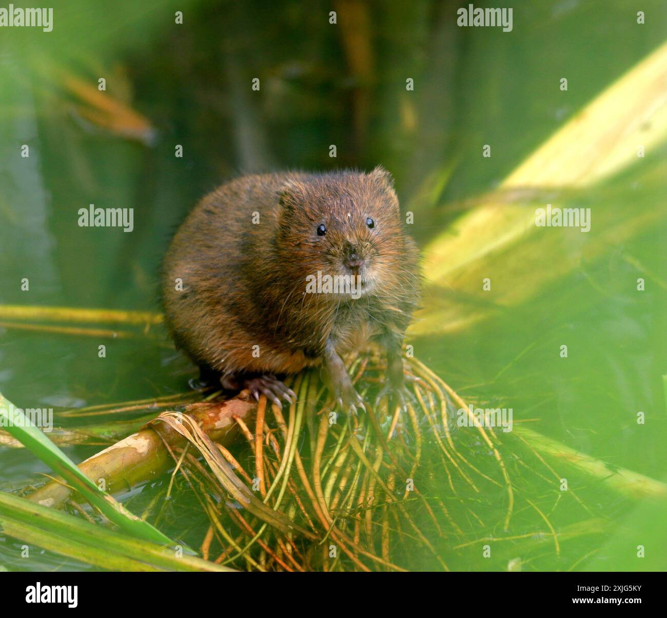 Water Vole Arvicola Amphibius, Cosmeston Lakes and Country Park, Penarth, vale of Glamorgan, Galles del Sud, Regno Unito. Foto Stock