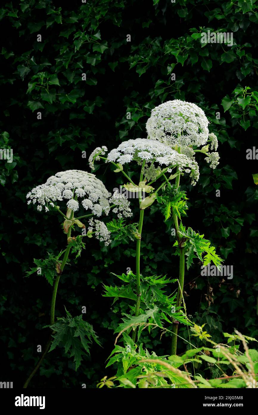 Giant Hogweed (Heracleum mantegazzianum), on Waste Ground, Cardiff, South Wales. Foto Stock