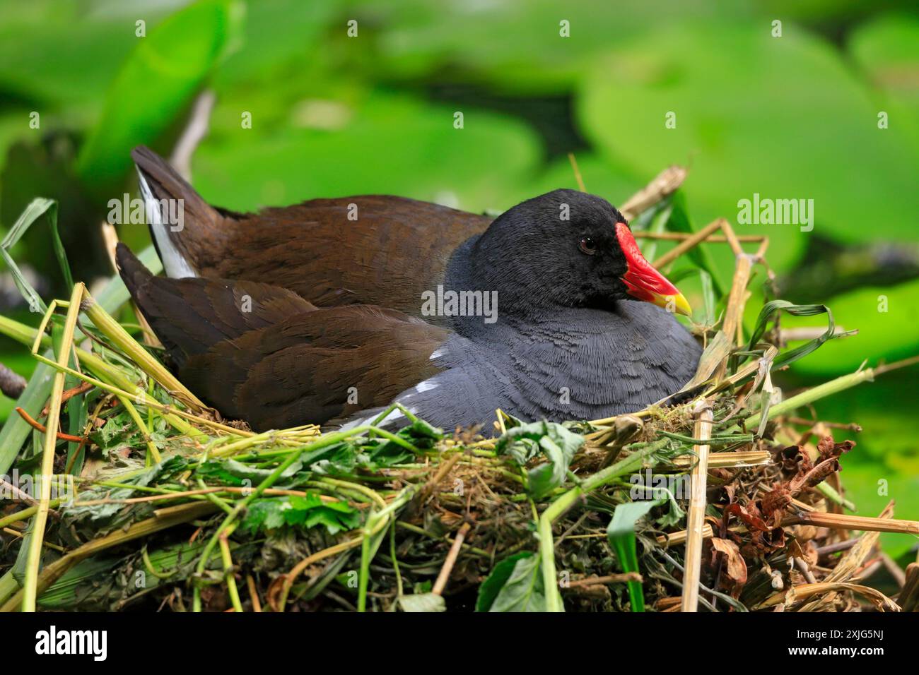 Moorhen (Gallinula chloropus)seduta sul nido. Foto Stock