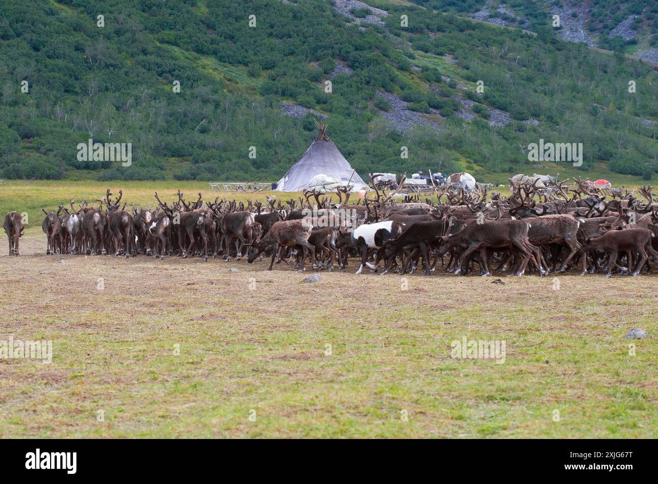 La mandria di renne si avvicina a un insediamento di allevatori di renne Khanty. Yamal, Russia Foto Stock