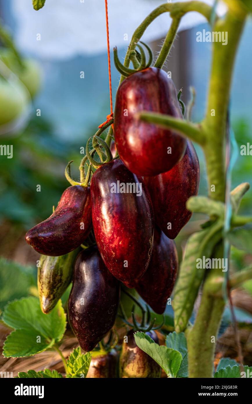 vista dei pomodori in una serra cinematografica, dieta vegetariana, cibo sano autocoltivato, estate Foto Stock