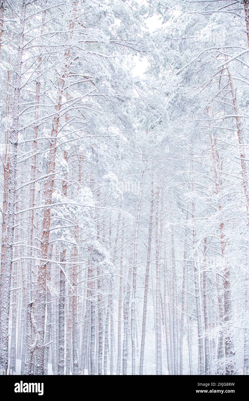 Rami innevati e ricoperti di gelo e tronchi di pino in una foresta fiabesca in inverno a dicembre. Blizzard in una foresta invernale prima del CAN Foto Stock