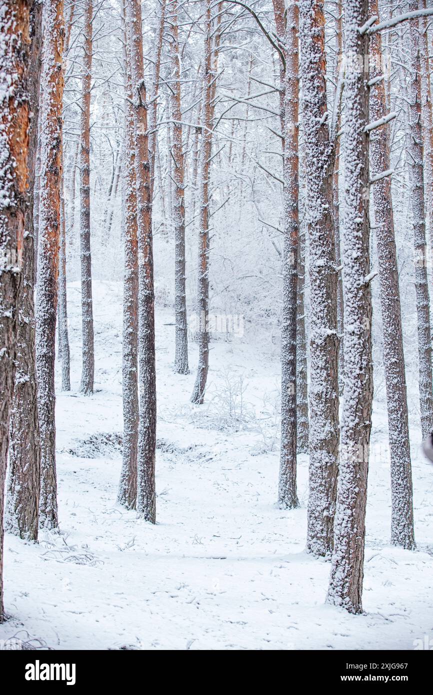Rami innevati e ricoperti di gelo e tronchi di pino in una foresta fiabesca in inverno a dicembre. Blizzard in una foresta invernale prima del CAN Foto Stock
