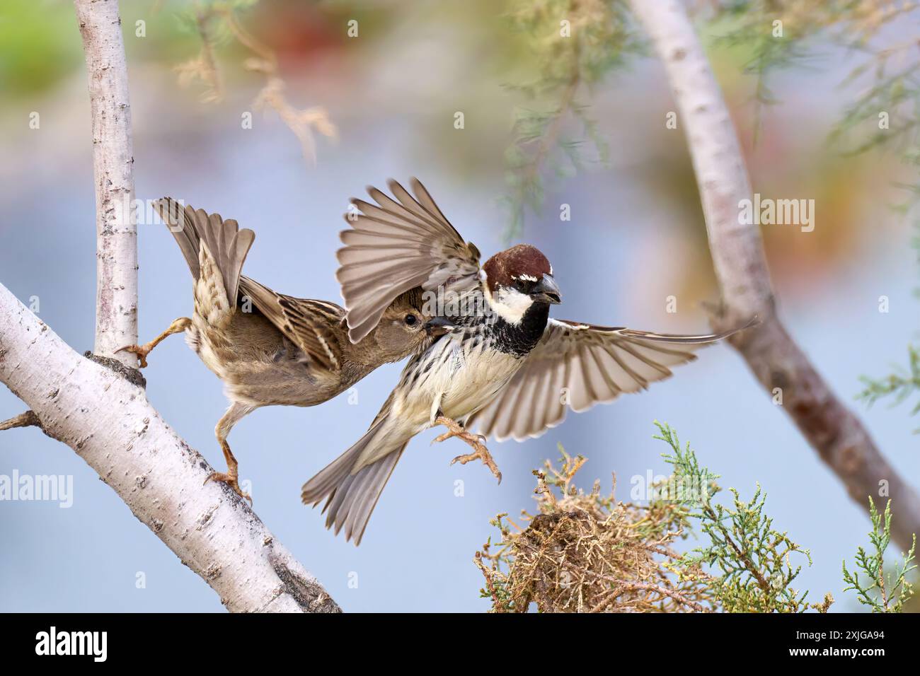 Passero spagnolo (Passer hispaniolensis) coppia in corteggiamento, femmina mordere il maschio volante Foto Stock