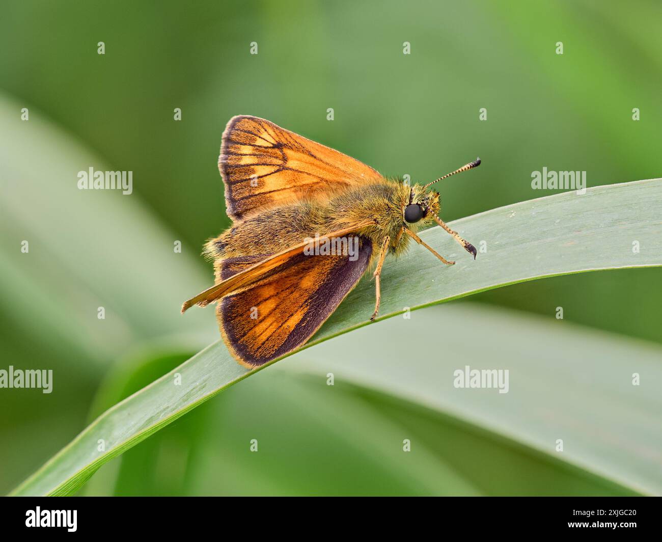Grande Skipper (Ochlodes sylvanus) farfalla Foto Stock