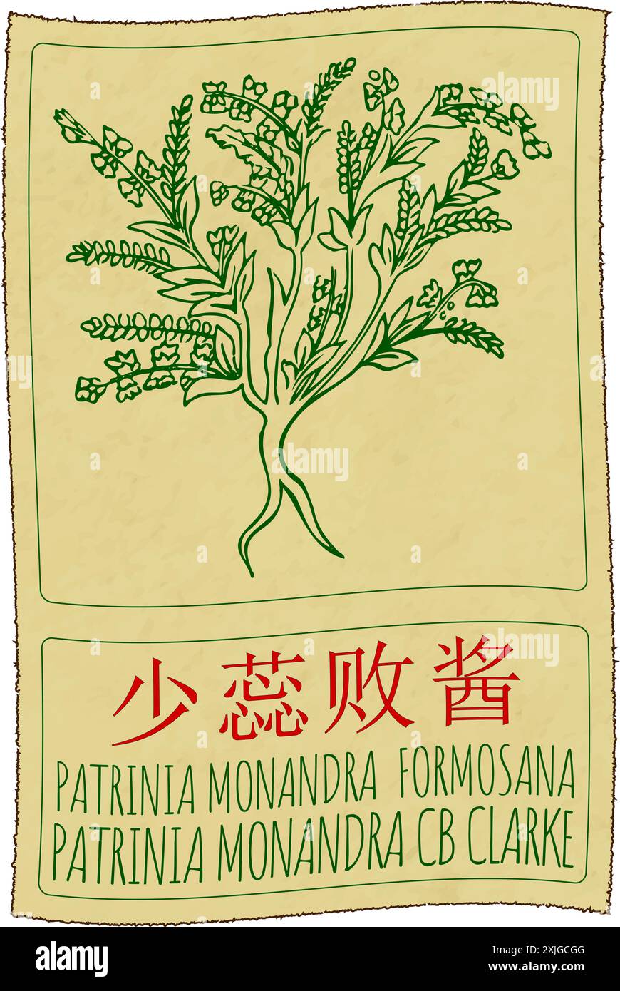 Disegno vettoriale PATRINIA MONANDRA FORMOSANA in cinese. Illustrazione disegnata a mano. Il nome latino è PATRINIA MONANDRA CB CLARKE. Illustrazione Vettoriale