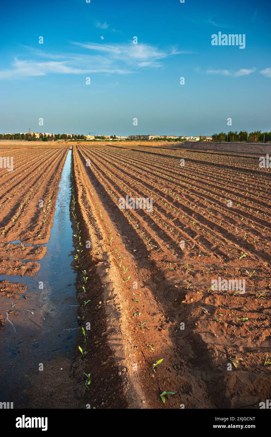 Piantato di recente. Gli inizi di una nuova crescita nel giardino spagnolo. Foto Stock