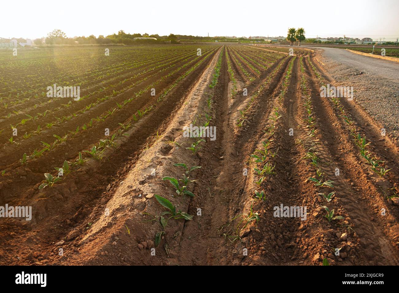 Piantato di recente. Gli inizi di una nuova crescita nel giardino spagnolo. Foto Stock