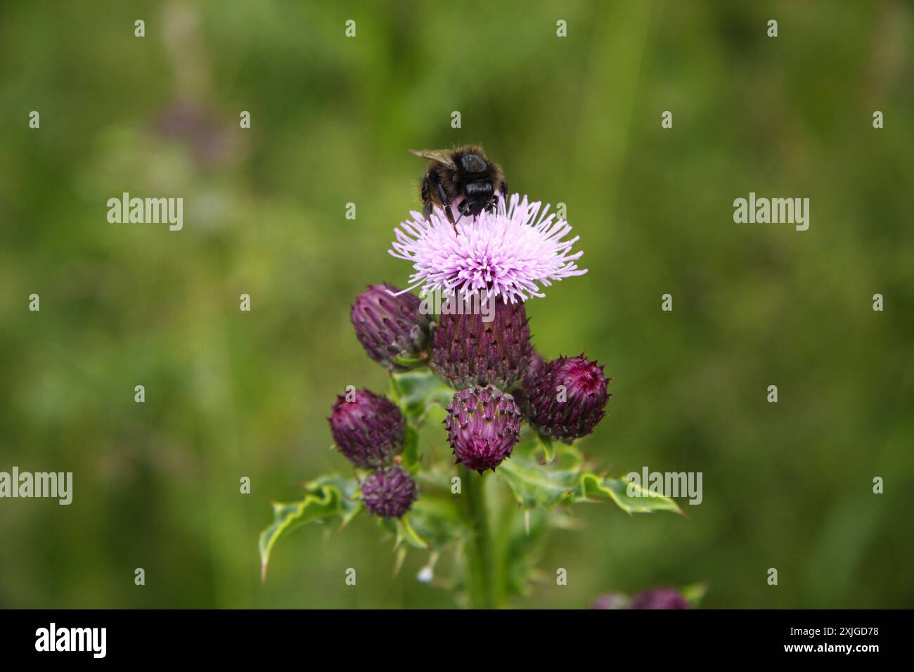 Bumble bee raccoglie il polline dal fiore di cardo color erica. Foto Stock