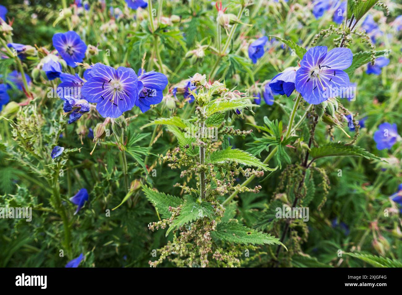 Fiori della pianta di becco della gru a prato che cresce selvaggia nel Northumberland, Regno Unito Foto Stock