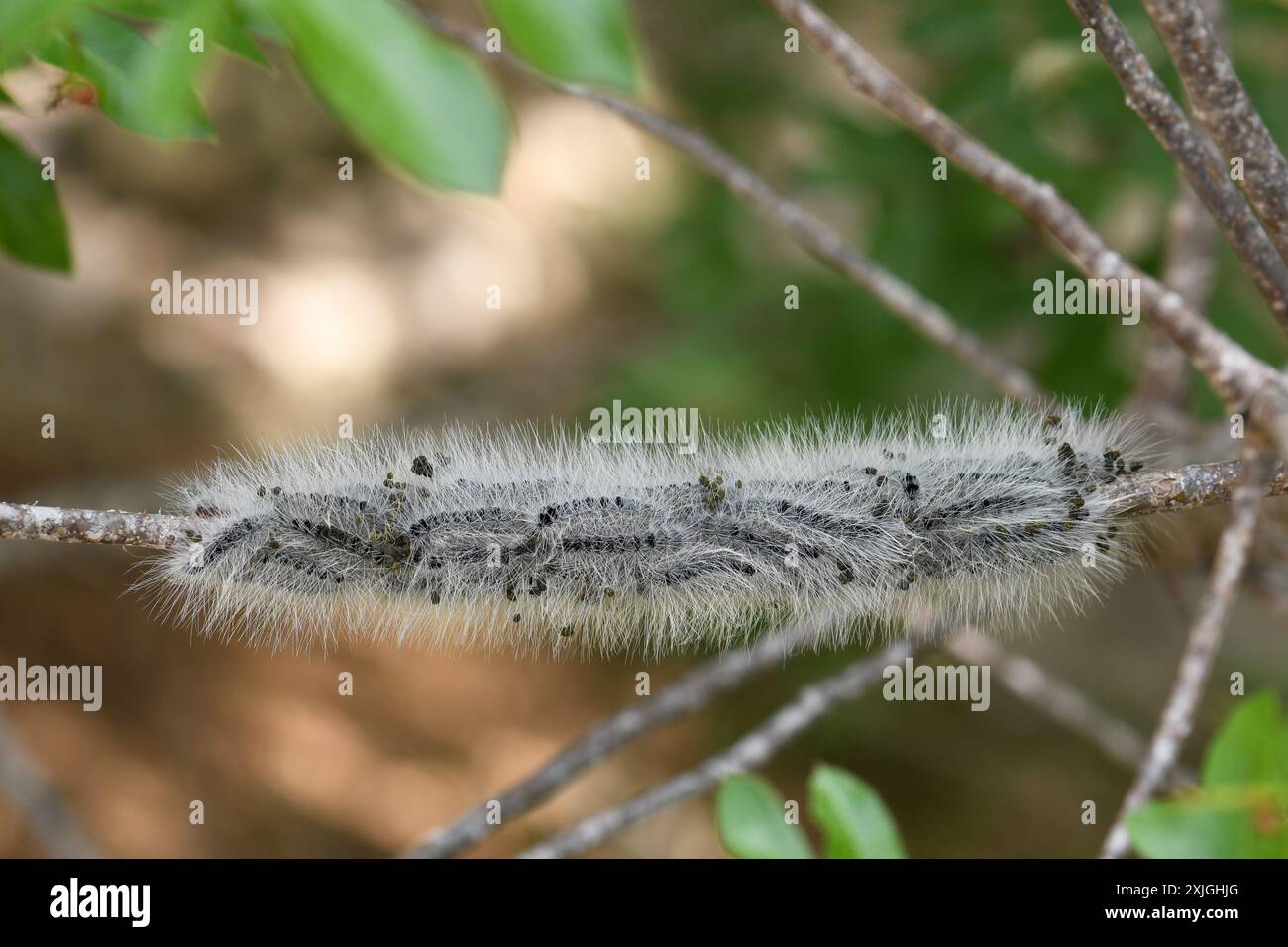 Caterpillari pelosi - gruppo su ramo. Foto Stock