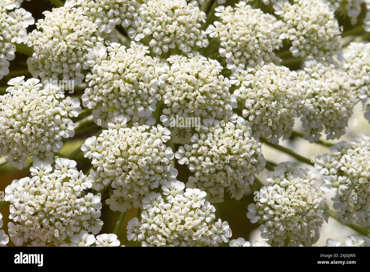 Daucus carota, carota selvatica, fiori di ombrello, primo piano Foto Stock