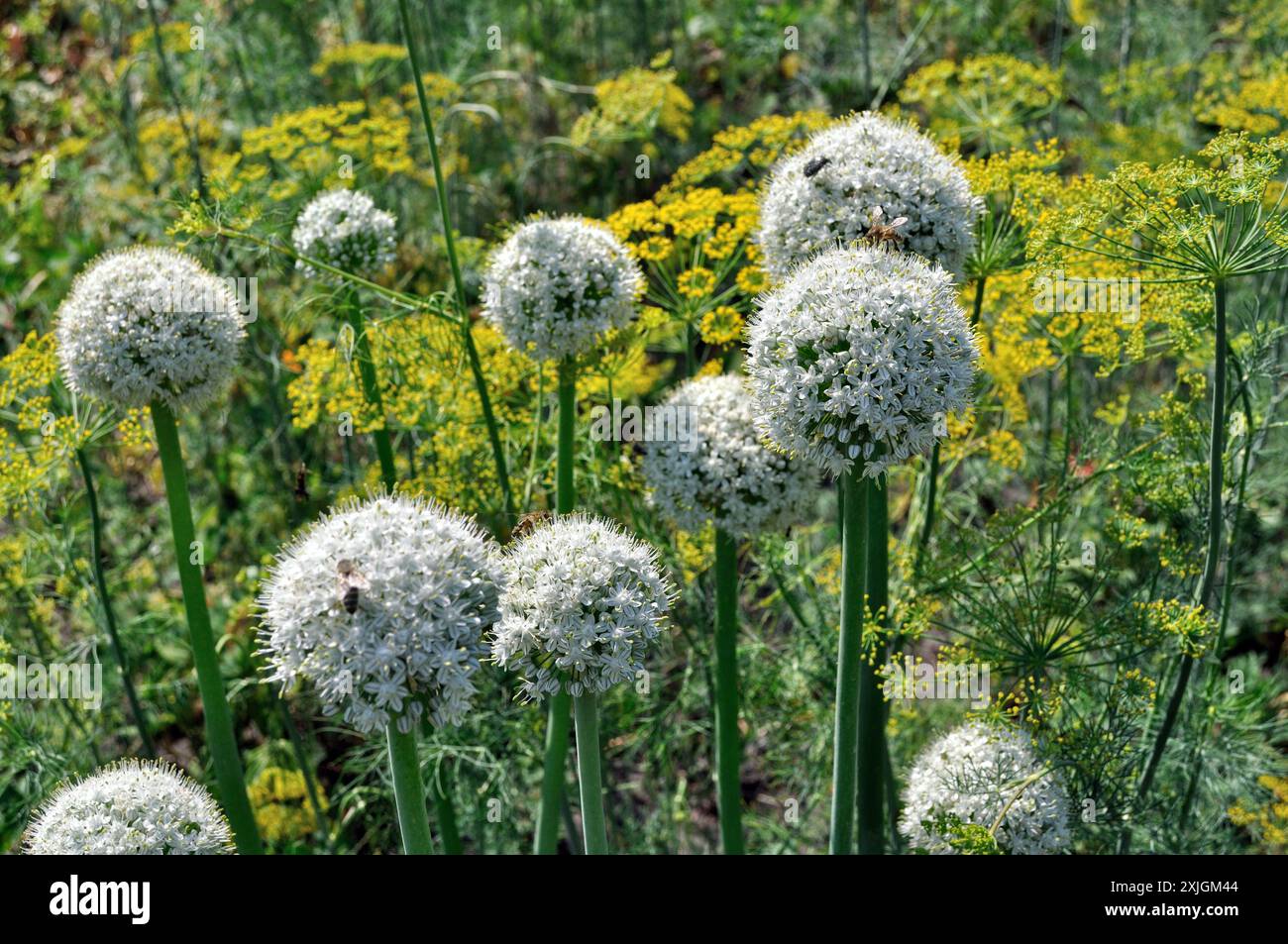 primo piano della coltivazione e fioritura di cipolle e aneto per semi nell'orto in estate Foto Stock