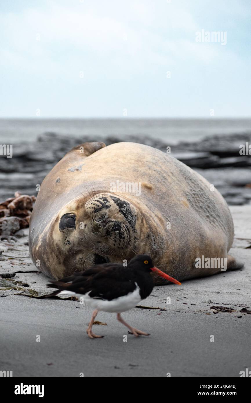 Femmina di foca elefante e un pass a piedi Oystercatcher, fotografato all'isola dei leoni marini, Falkland. Marzo 2023 Foto Stock