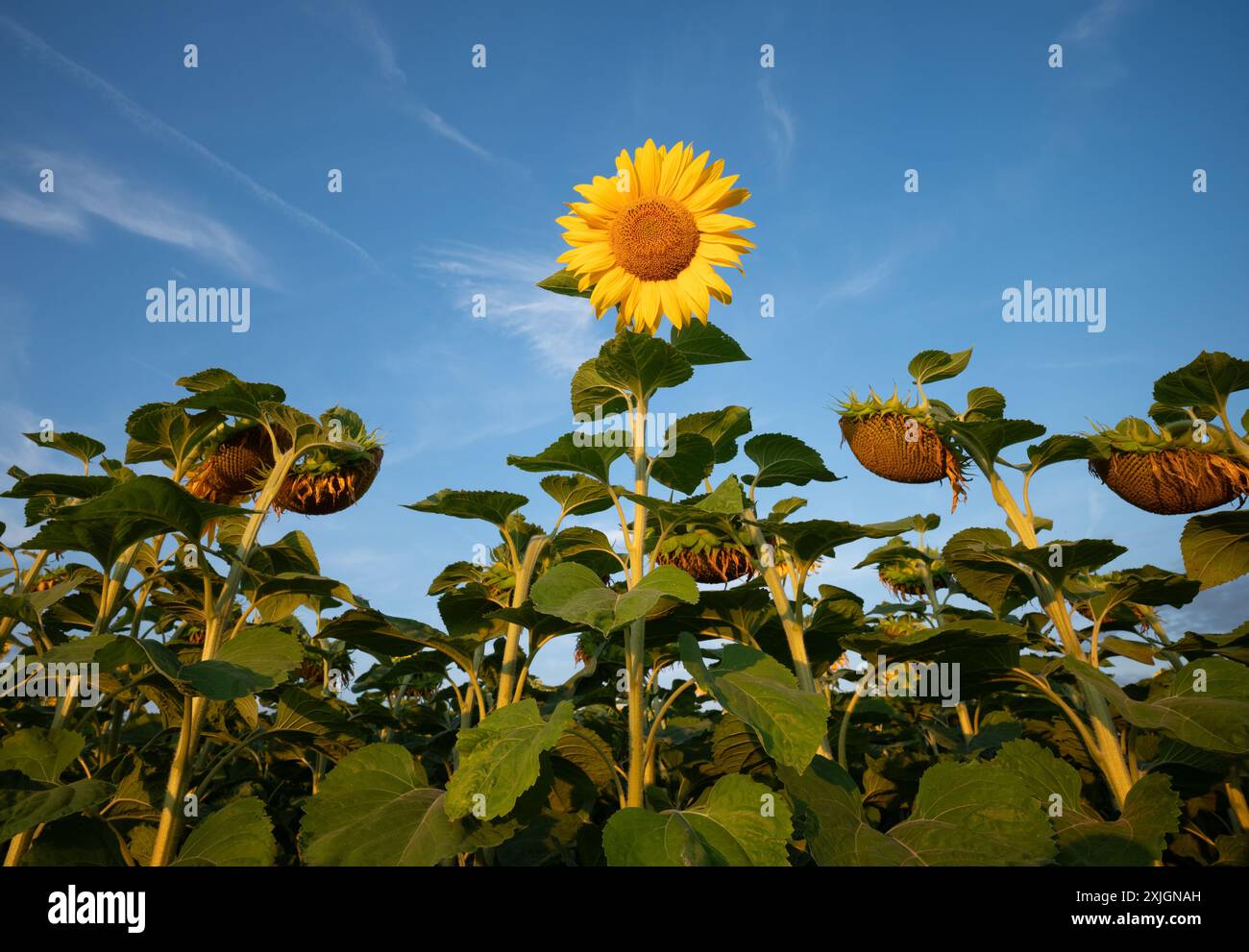 Un unico girasole fiorito (Helianthus annuus) tra molti girasoli sbiaditi Foto Stock