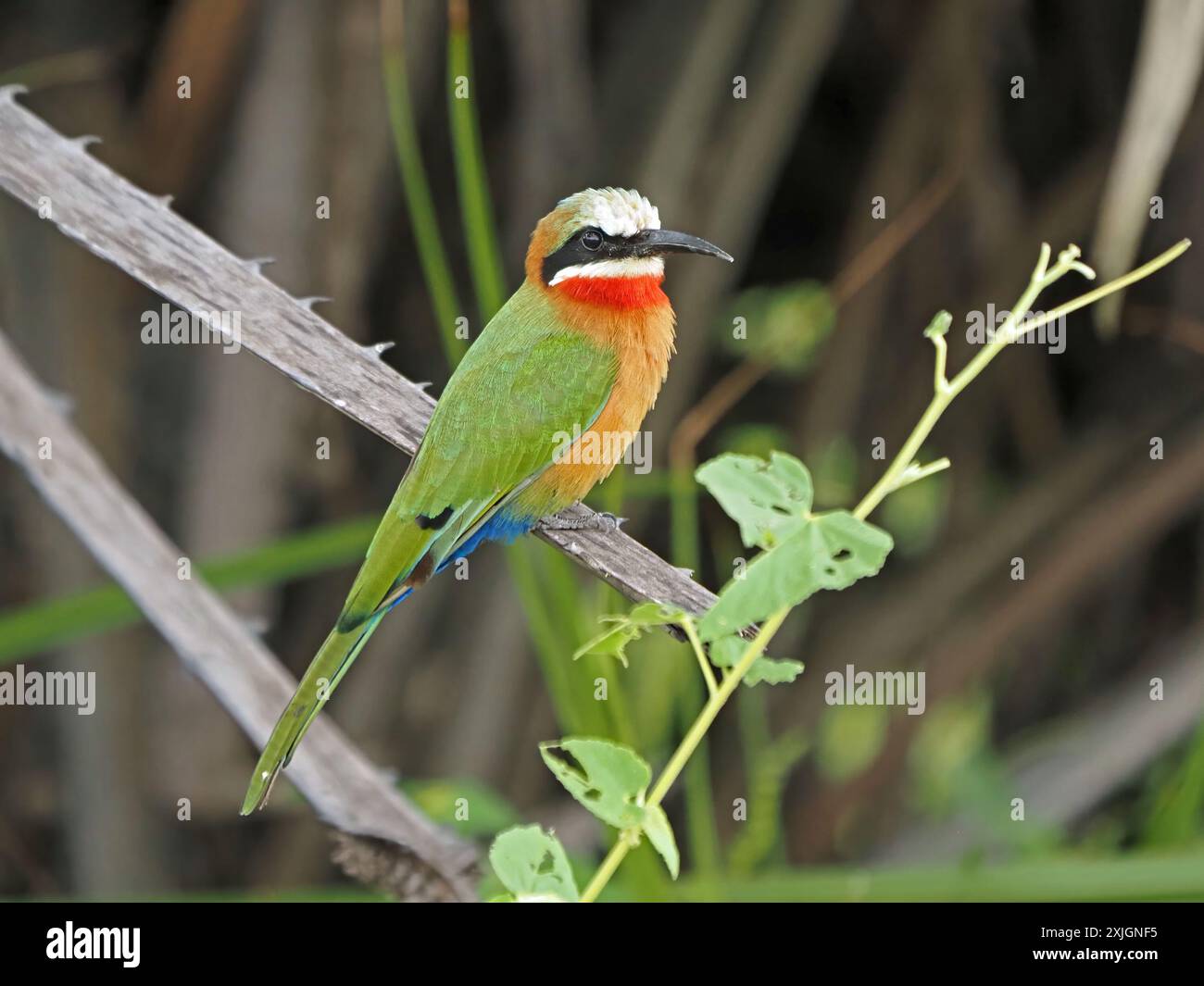 Mangia di api dalla facciata bianca (Merops bullockoides) con dettagliati insetti piumati di hawking dal persico sul ramo del Nyerere National Park, Tanzania, Africa Foto Stock