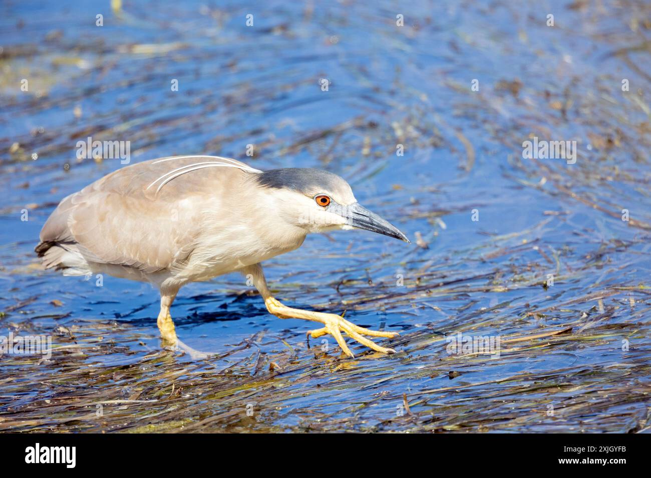 Black Crown Night Heron - preda di stalking per adulti Foto Stock