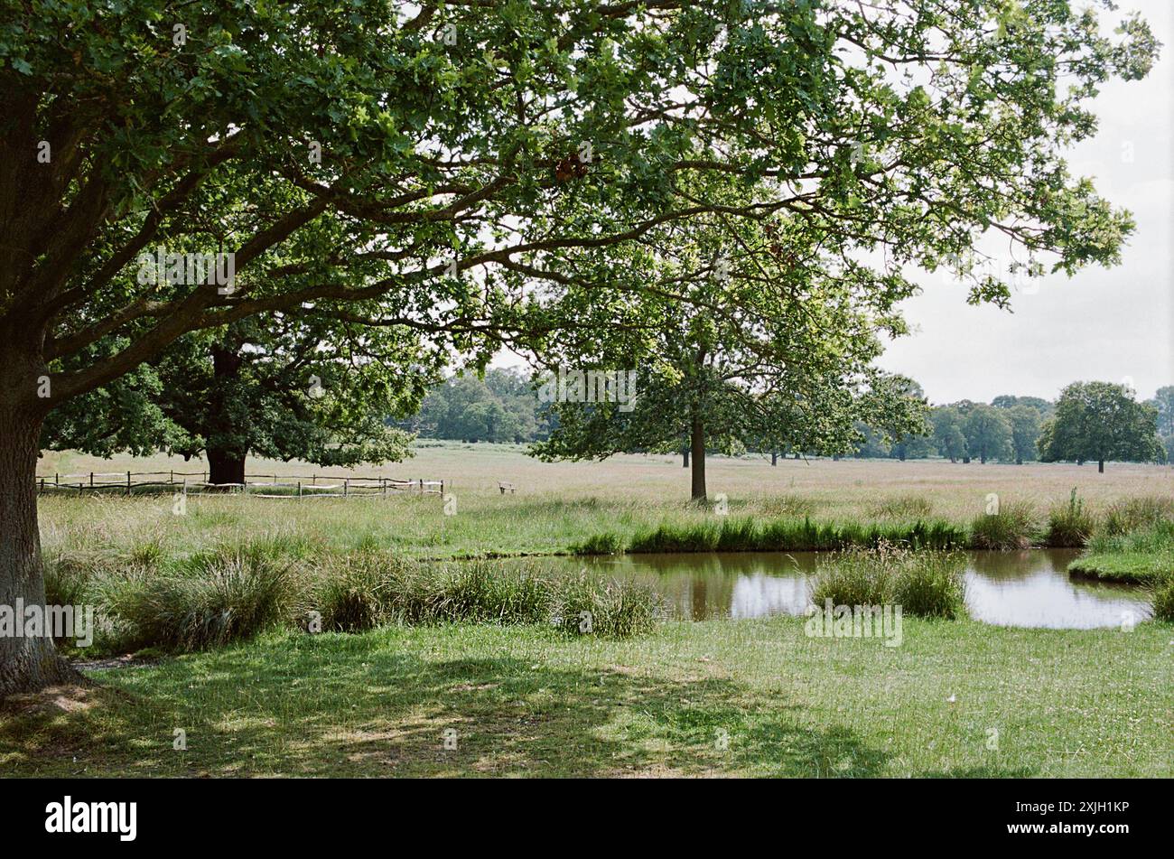 L'estremità nord di Richmond Park in estate, Greater London UK Foto Stock