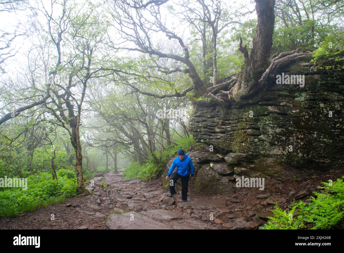 Un uomo adulto singolo che fa trekking su un sentiero in una mattinata fredda e nebbiosa lungo la Blue Ridge Parkway, North Carolina Foto Stock