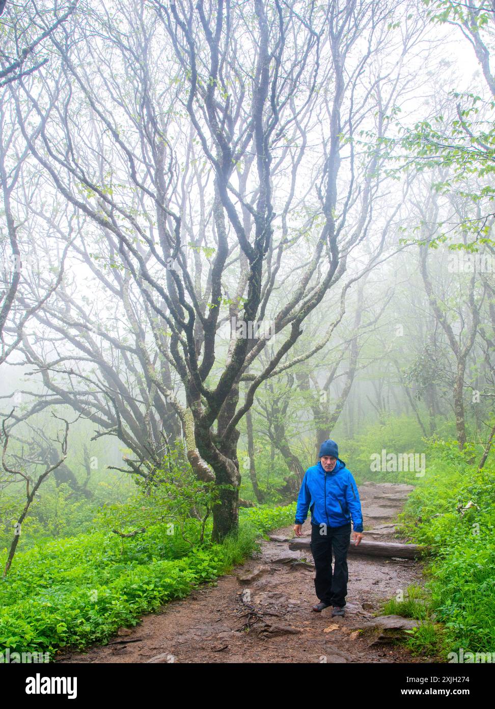 Un uomo adulto singolo che fa trekking su un sentiero in una mattinata fredda e nebbiosa lungo la Blue Ridge Parkway, North Carolina Foto Stock
