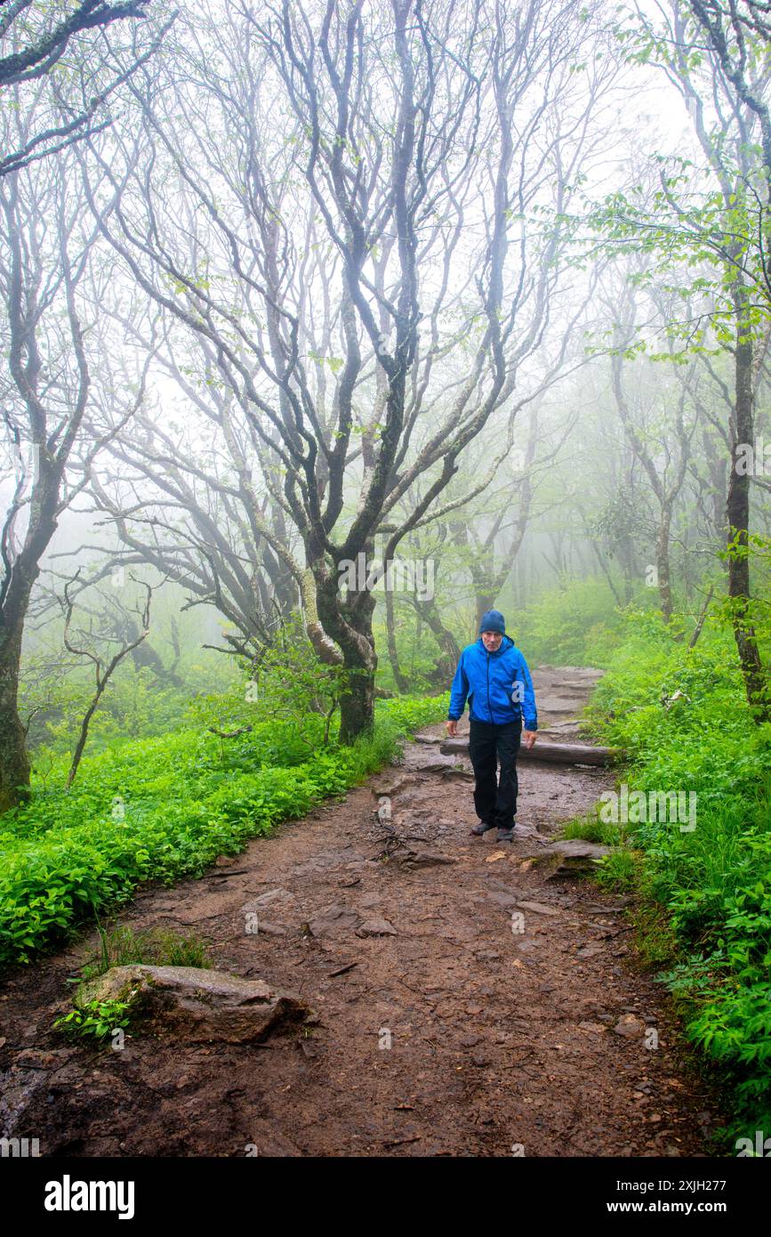 Un uomo adulto singolo che fa trekking su un sentiero in una mattinata fredda e nebbiosa lungo la Blue Ridge Parkway, North Carolina Foto Stock