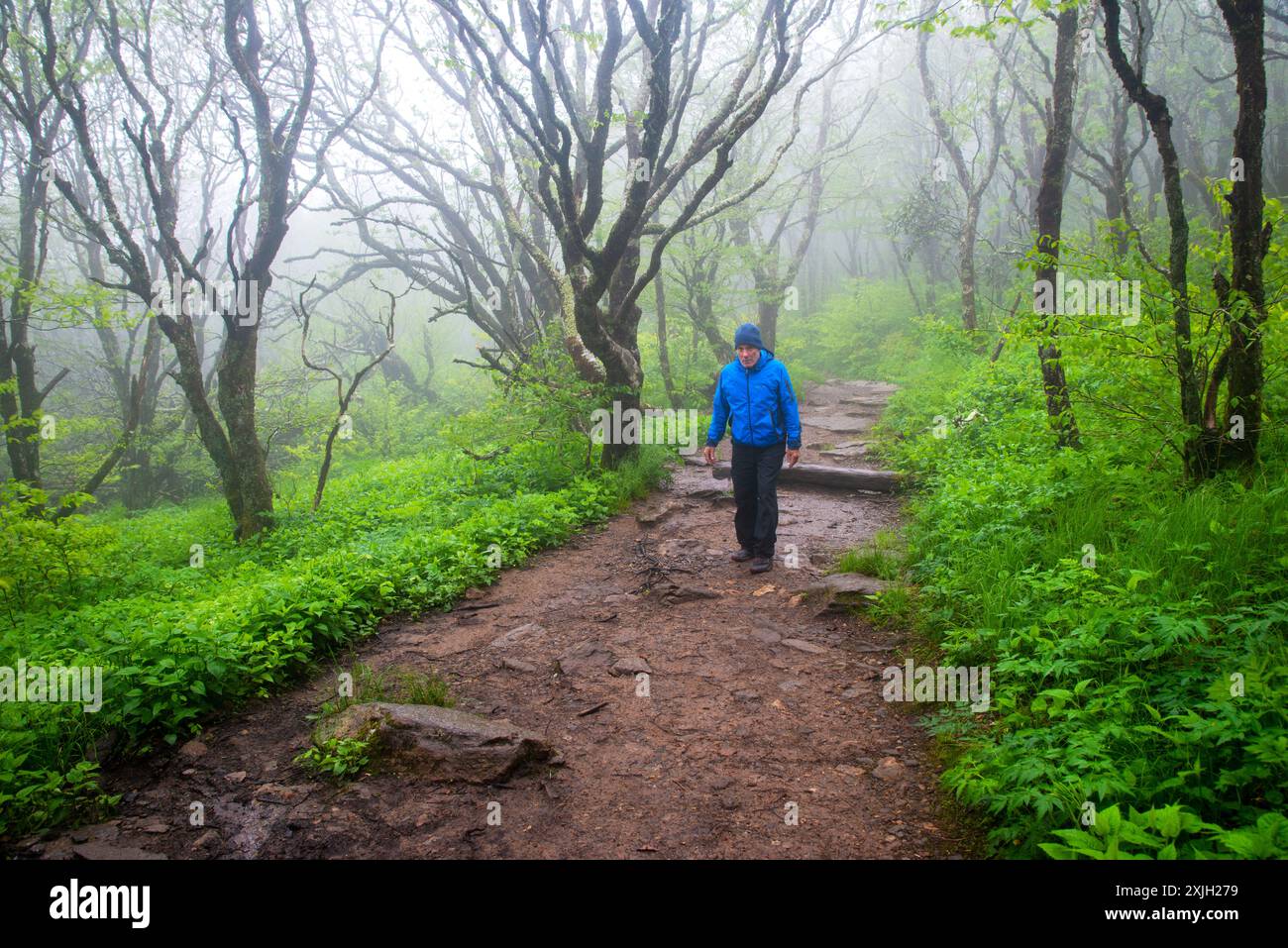 Un uomo adulto singolo che fa trekking su un sentiero in una mattinata fredda e nebbiosa lungo la Blue Ridge Parkway, North Carolina Foto Stock