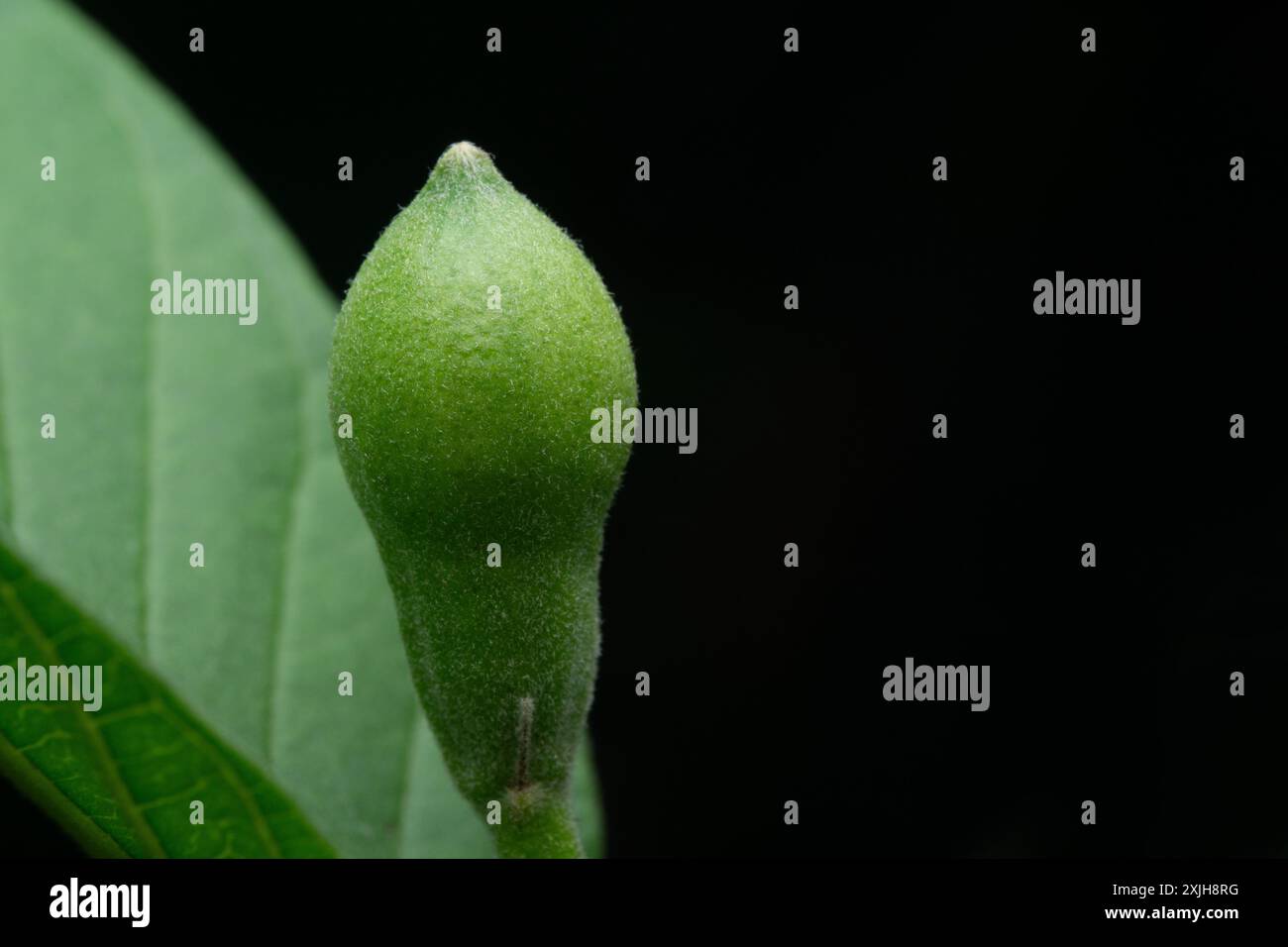 immagine ravvicinata di un piccolo frutto di guava sul ramo, pronto a crescere. fotografia macro. Psidium guajava. Foto Stock