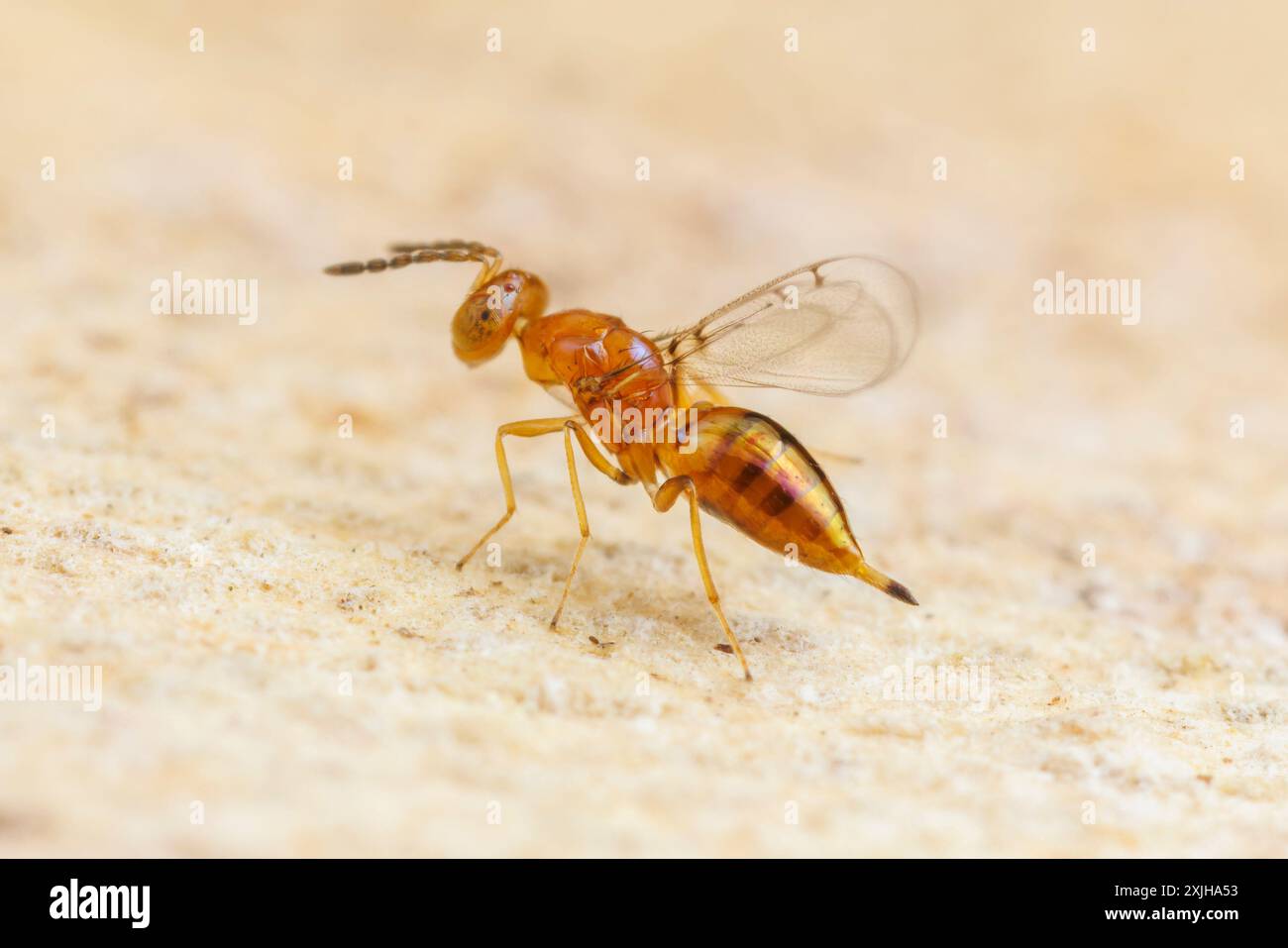 Vespa eulofila (Allocerastichus bicarinatus) - femmina Foto Stock