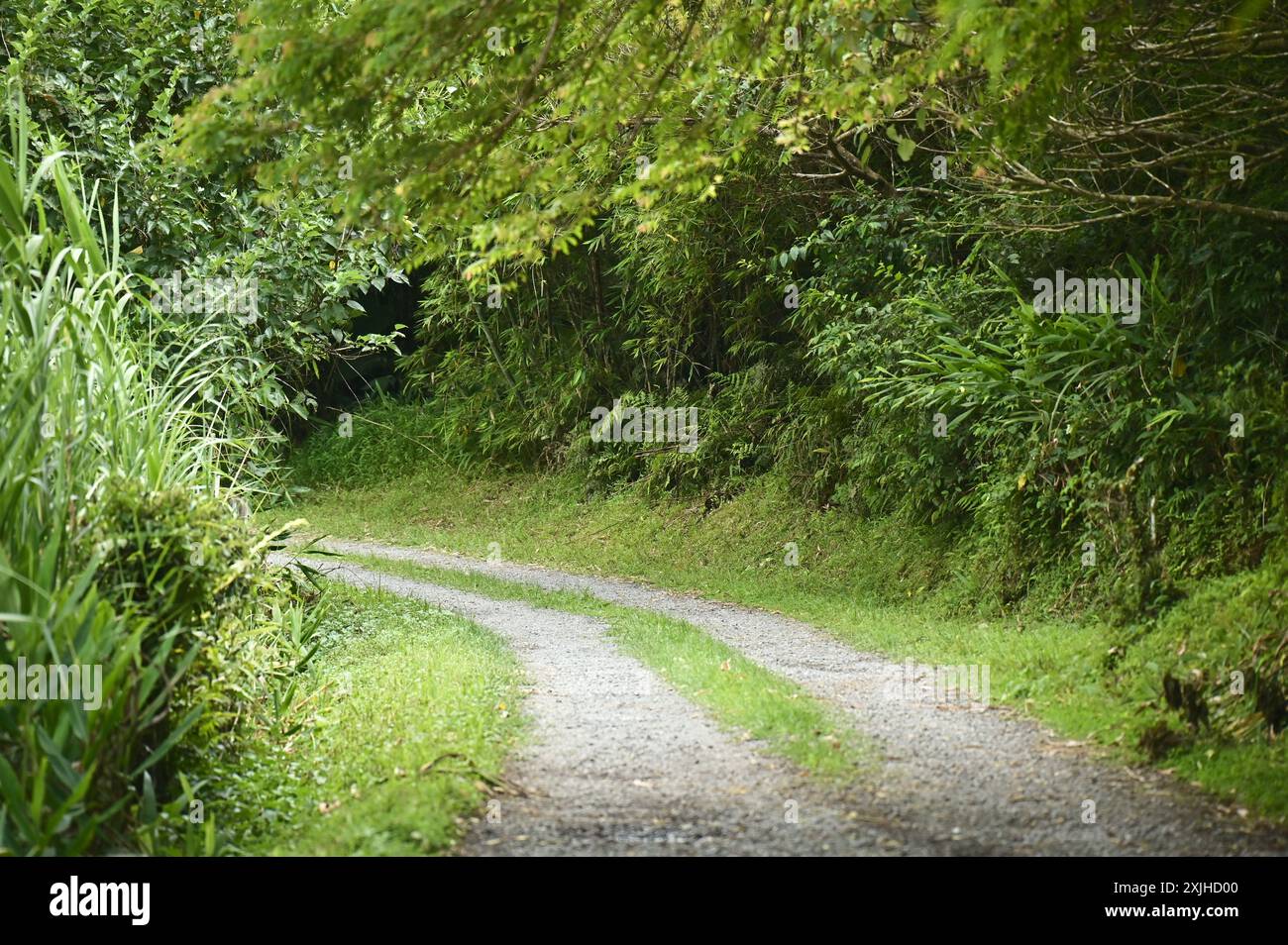Intraprendi un tranquillo viaggio lungo il sentiero escursionistico, immergendoti nella tranquillità della natura, ideale per passeggiate a piedi o in bicicletta. Foto Stock