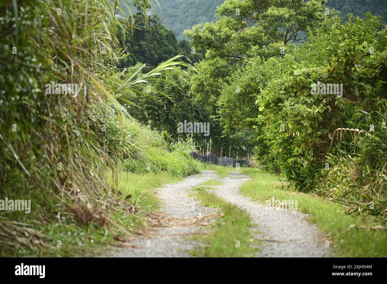 Intraprendi un tranquillo viaggio lungo il sentiero escursionistico, immergendoti nella tranquillità della natura, ideale per passeggiate a piedi o in bicicletta. Foto Stock