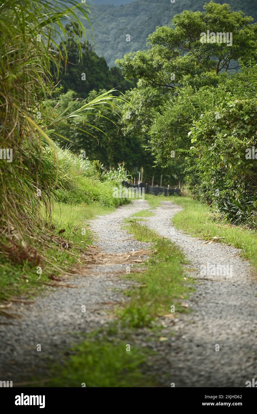 Intraprendi un tranquillo viaggio lungo il sentiero escursionistico, immergendoti nella tranquillità della natura, ideale per passeggiate a piedi o in bicicletta. Foto Stock