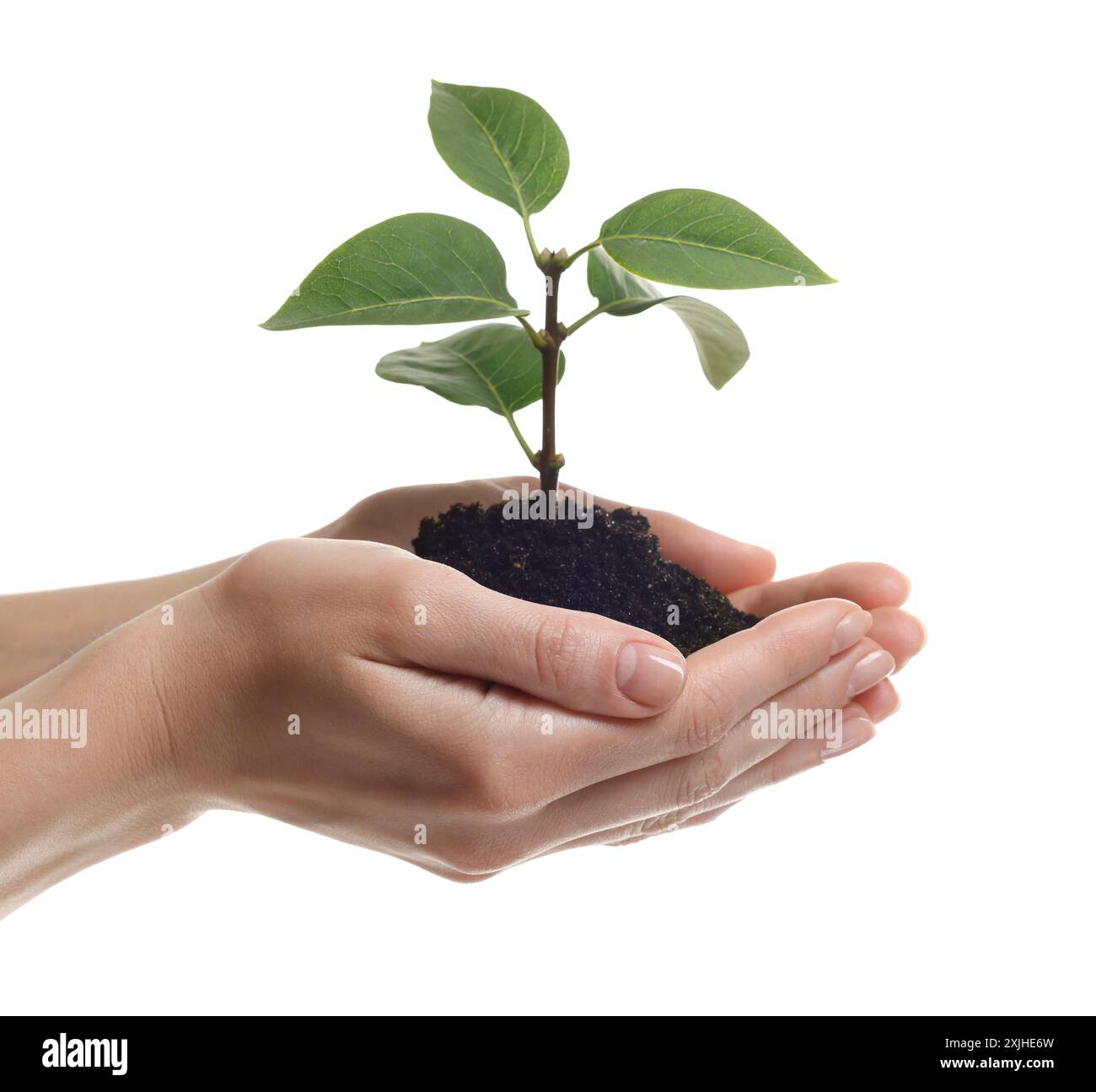 Protezione dell'ambiente. Donna che tiene in mano piantine con un mucchio di terreno su sfondo bianco, primo piano Foto Stock