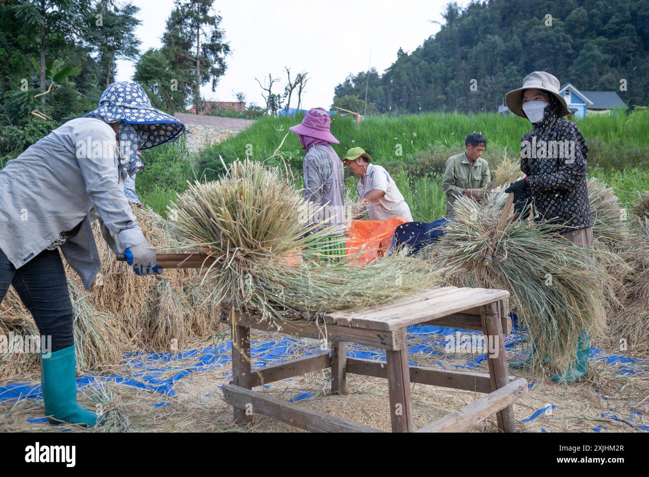 Agricoltori che trebbiano riso appena raccolto a Bac ha, provincia di Lao Cai, Vietnam settentrionale Foto Stock