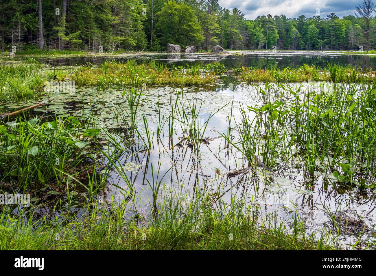 Con diversi sentieri escursionistici pittoreschi, l'Hardy Lake Provincial Park è una popolare destinazione turistica nel distretto di Muskoka. Foto Stock