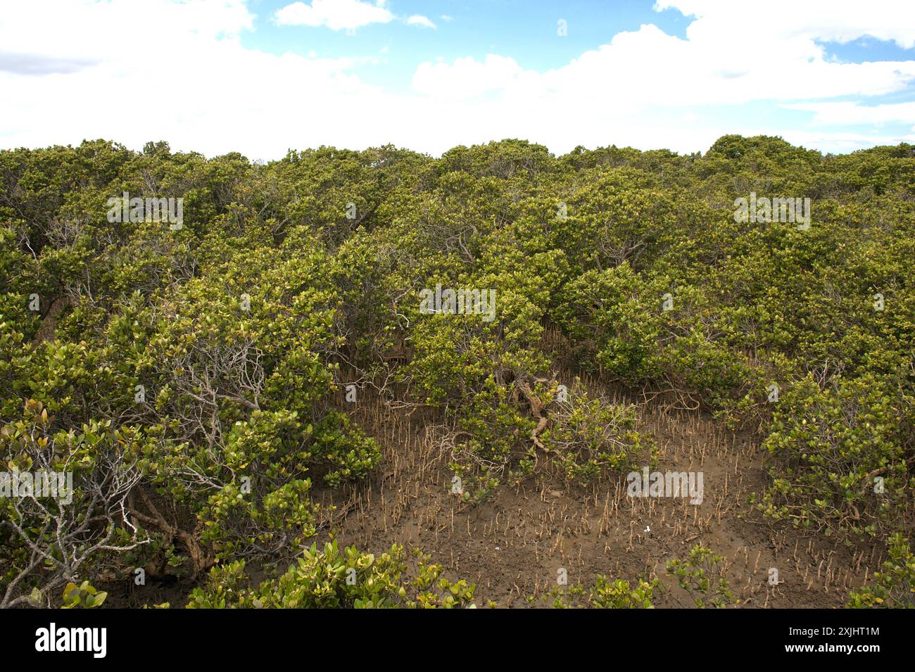 Le mangrovie (Avicennia Marina) sono comuni nelle zone umide intorno all'Australia. Amano il fango e le distese di fango - anche fino a Victoria, Australia. Foto Stock