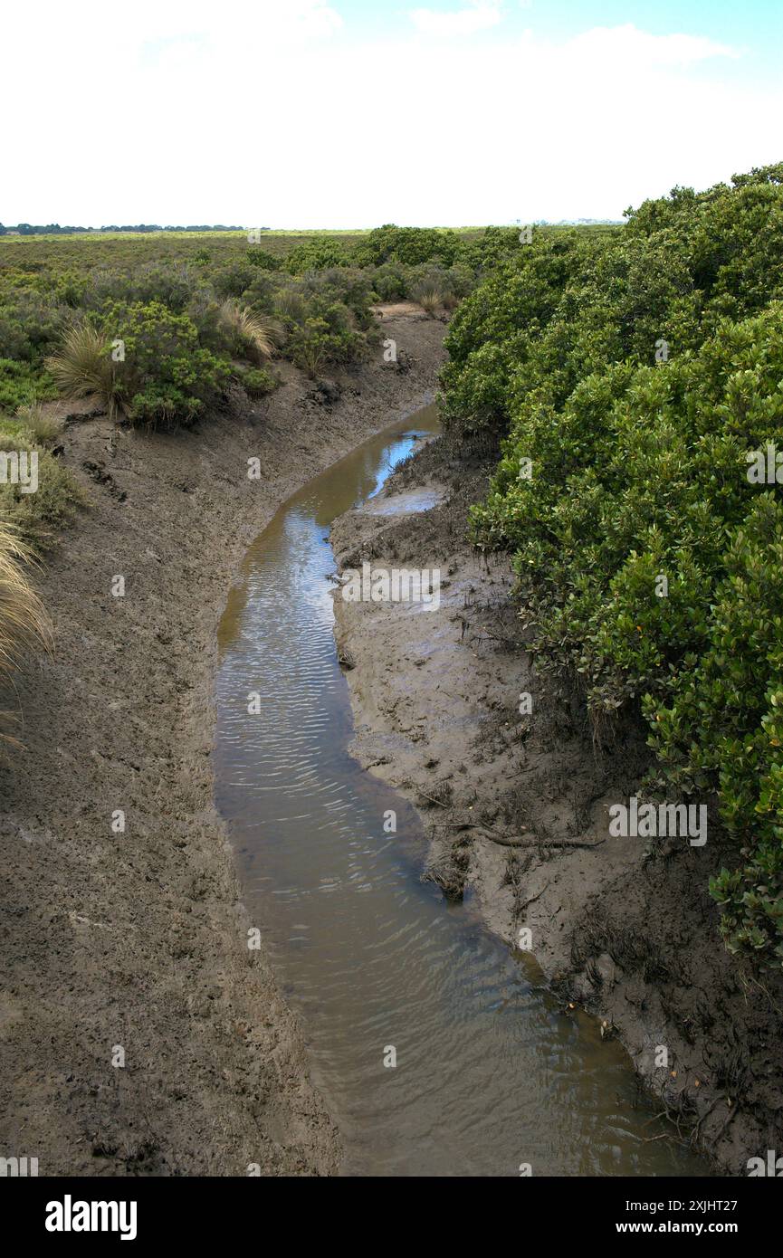 La marea è fuori - e questo canale attraverso la palude di mangrovie sta mostrando il fango in cui stanno crescendo. Warringine Wetlands vicino a Hastings, Victoria. Foto Stock