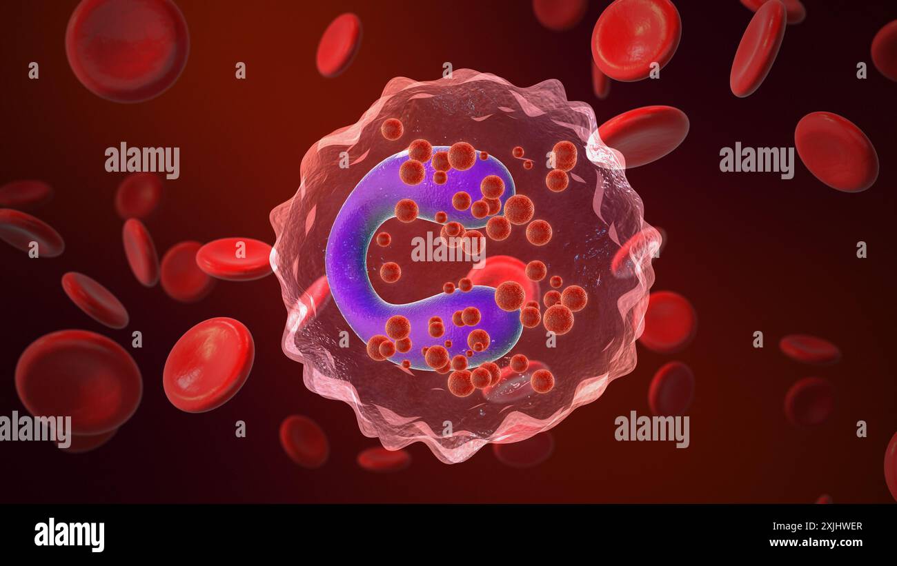 Eosinofili cellule dell'asma con globuli rossi Foto Stock