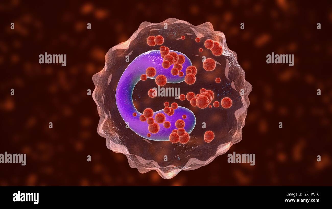 Eosinofili cellule d'asma concetto medico Foto Stock