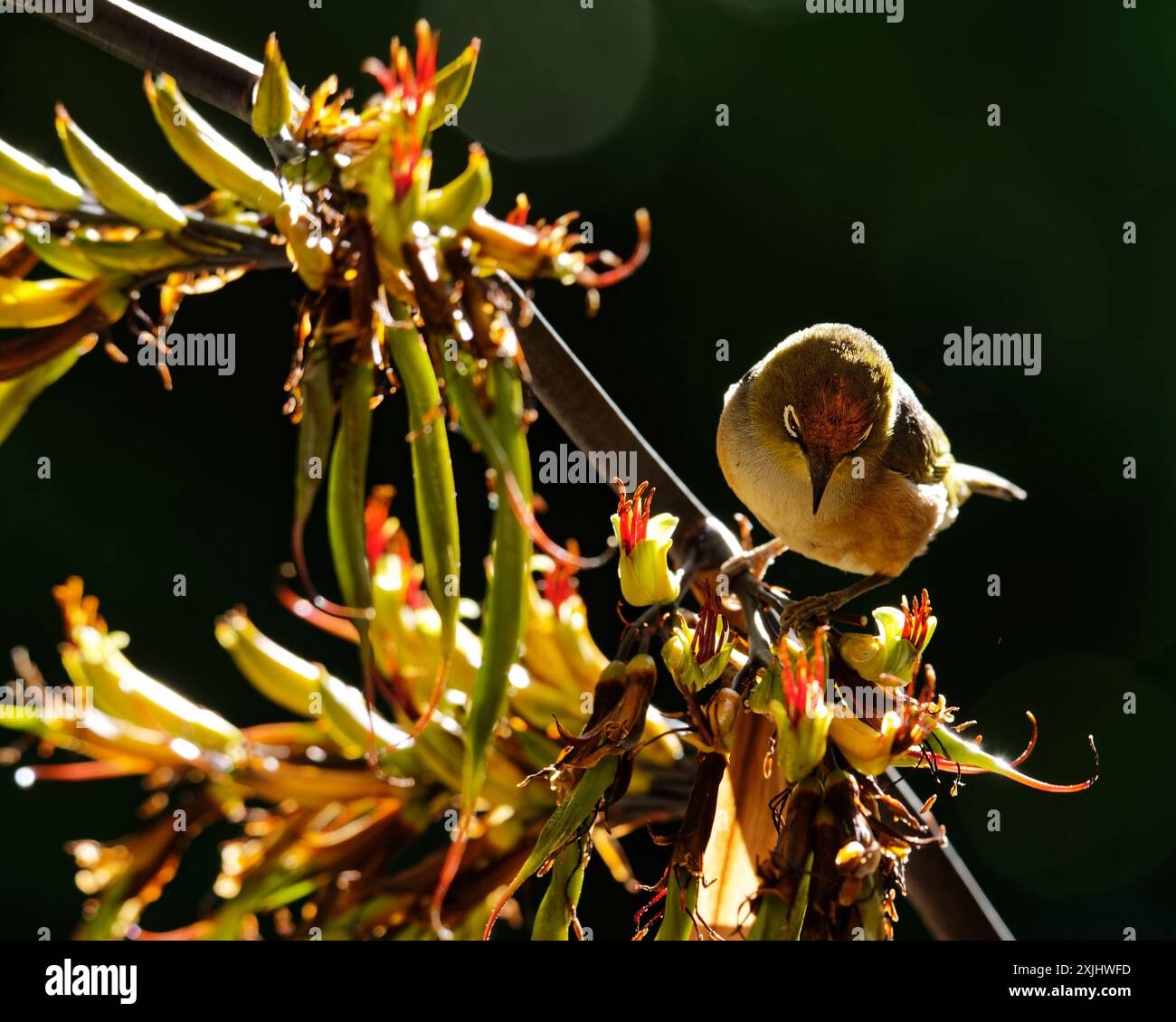 I Waxeyes sono impollinatori per diverse piante in nuova Zelanda, tra cui il lino Foto Stock